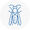 Armthorpe Wasp Nest Removal